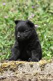 SCHIPPERKE 619